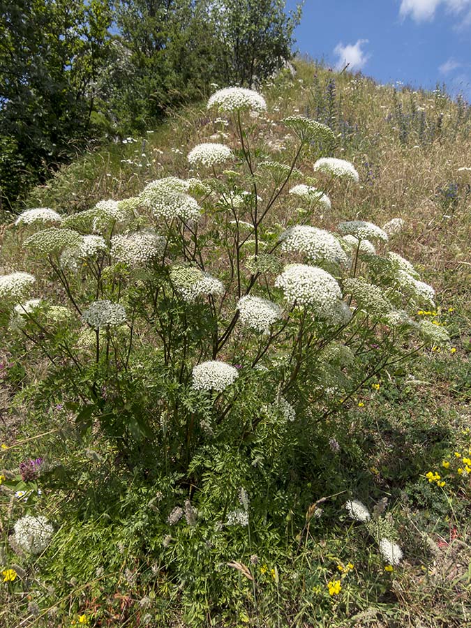 Katapsuxis silaifolia (=Cnidium silaifolium) / Carvifoglio dei boschi